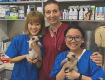 Kowloon Veterinary Hospital (KVH) For Top Vet Service And Animal Acupuncture