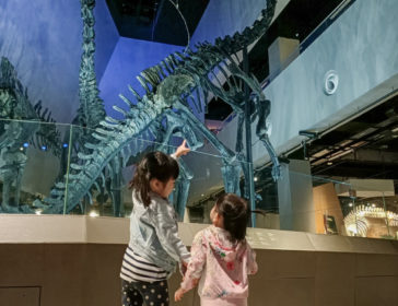 Visiting The Lee Kong Chian Natural History Museum