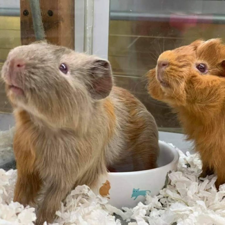 Pet's Gantry Top 10 Pet Supplies SIngapore