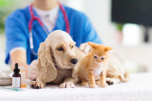 Top 10 Veterinarians And 24-Hour Emergency Care Animal Hospitals In Hong Kong For Dogs, Cats, Pets