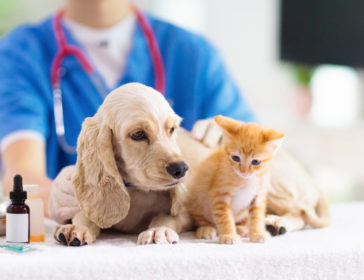 Top 10 Veterinarians And 24-Hour Emergency Care Animal Hospitals In Hong Kong For Dogs, Cats, Pets