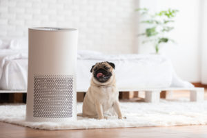 Top Air Purifiers In Singapore For Kids And Families
