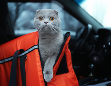 Top Pet Relocation Companies In Hong Kong For Moving Your Pet