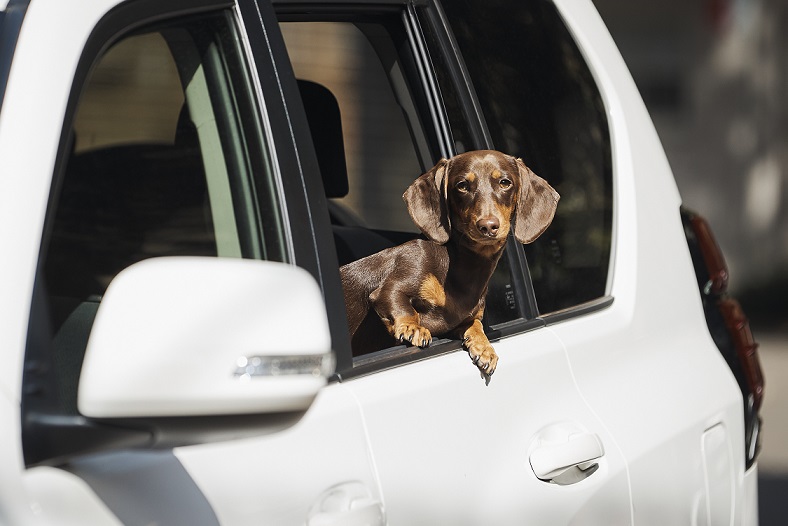 Uber Pet For Animal Friendly Service In Hong Kong Little Steps