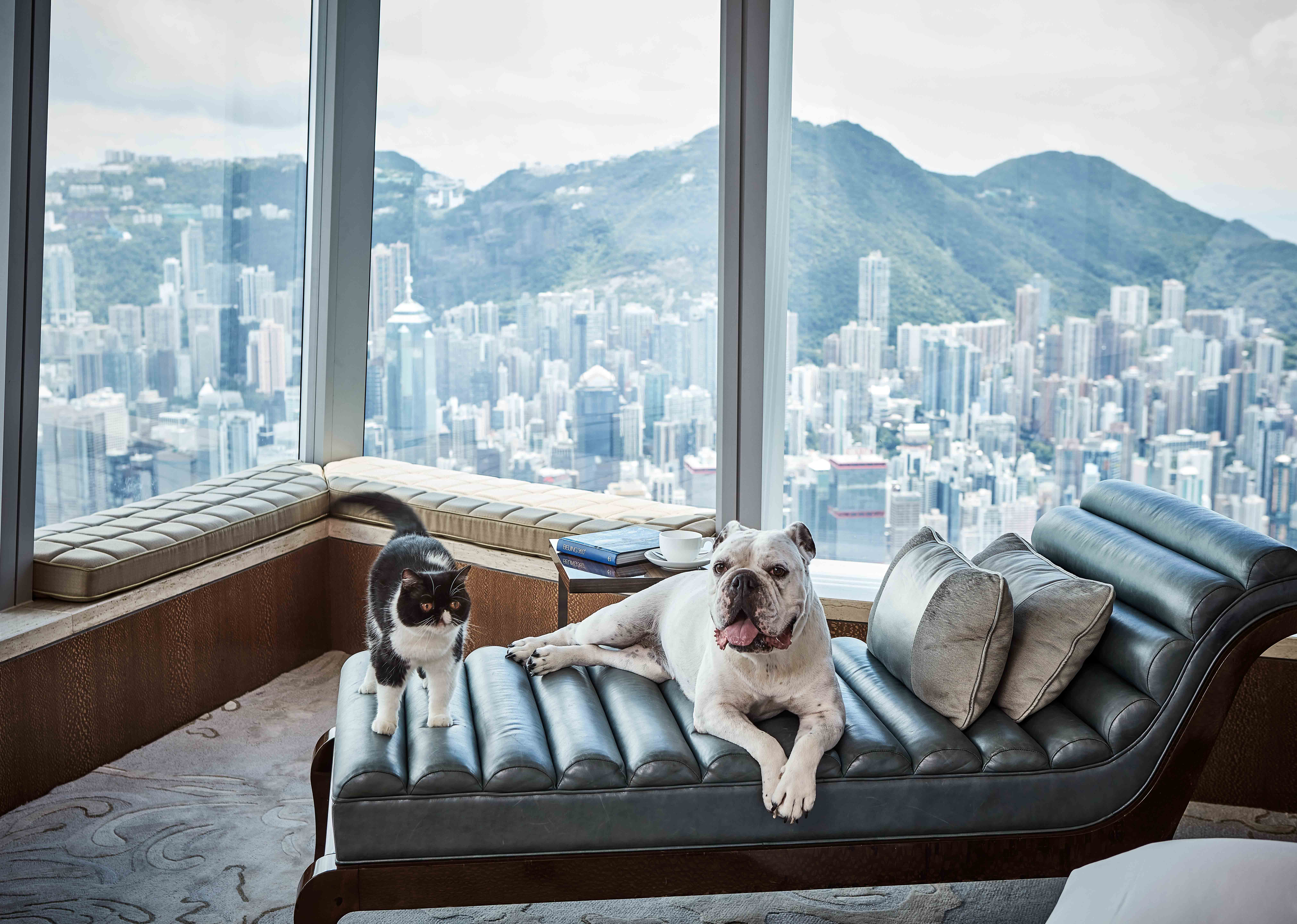 8 Amazing Cat, Dog, And Pet-Friendly Hotels And Staycations In Hong Kong *UPDATED