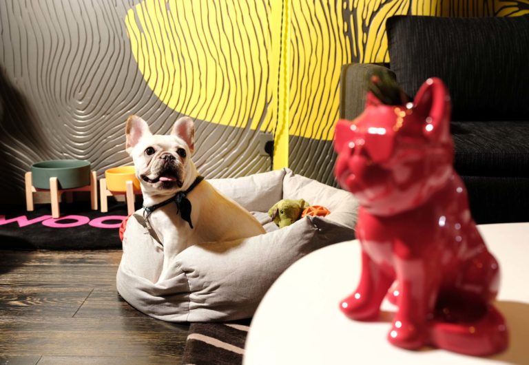 Pet-Friendly W Hotel Hong Kong