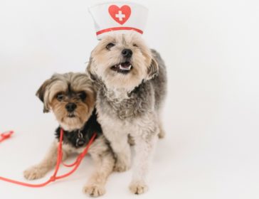 Top 10 Veterinarians (Vets) In Jakarta For Your Dogs, Cats, Pets