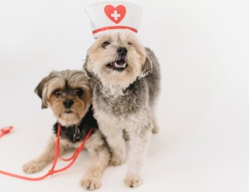 Top Veterinarians Jakarta