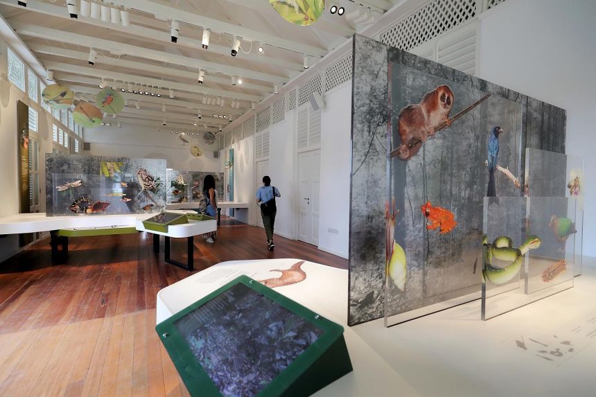 Forest-Discovery-Centre-OCBC-Arboretum-Singapore