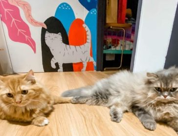 Art Jamming With Cats At Wildflower Studio In Singapore