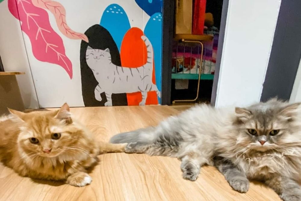 Art-Jamming-With-Cats-Wildflower-Studio-In-Singapore