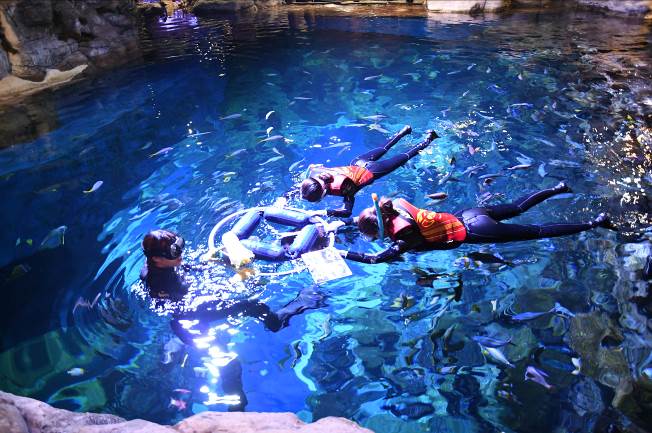 Fish friends face-off at Ocean Park Hong Kong