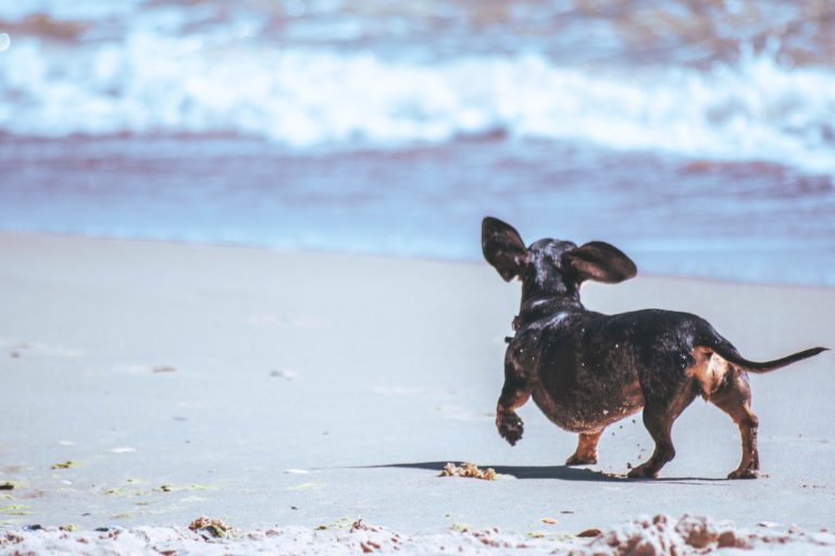Cheung-Chau-Beach-Dog-Friendly-Hong-Kong