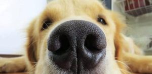 Certified Professional Dog Trainer In Hong Kong With Dogniversity!