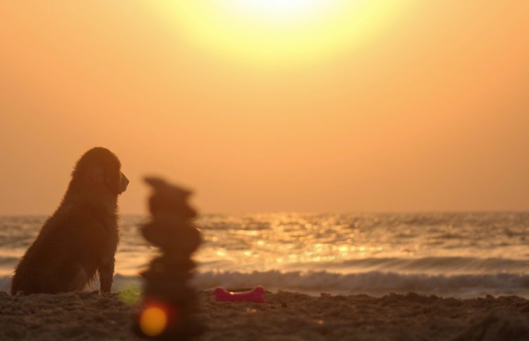 Hairpin-Beach-Dog-Friendly-Beaches-Hong-Kong