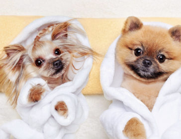 Visit PETOYO Pet Mall In Hong Kong For Grooming, Dog Spa, And Shopping!