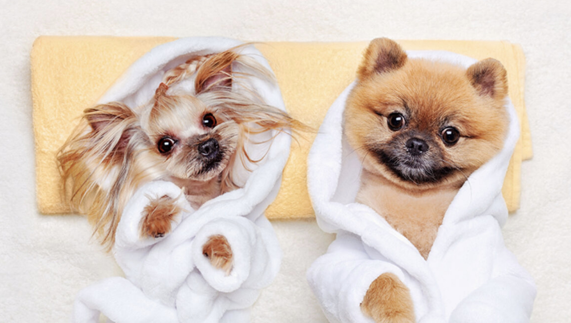 Petoyo Grooming Hong Kong