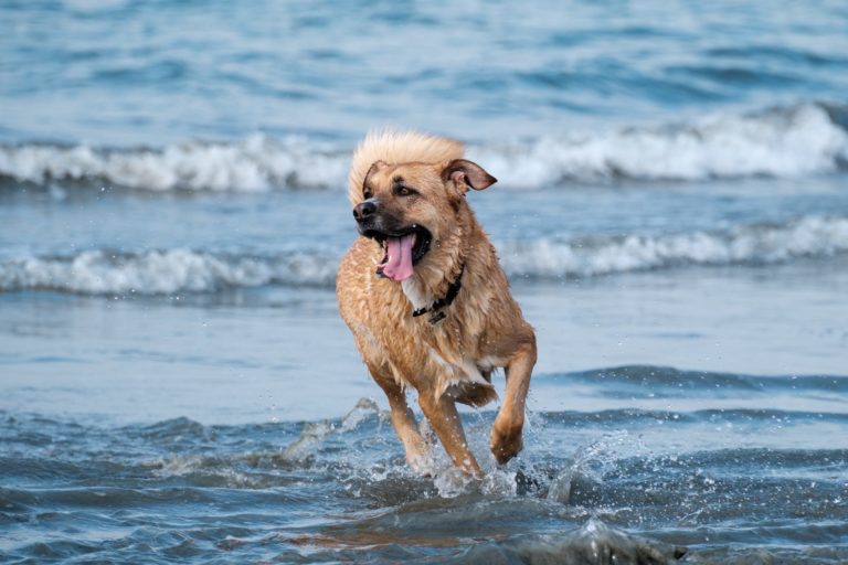 Silvermine-Bay-Beach-Dog-Friendly-Hong-Kong