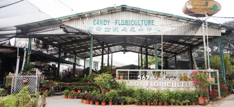 Candy Floriculture