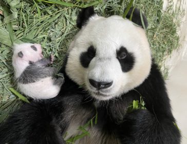 First Giant Panda Cub Born At River Safari In Singapore