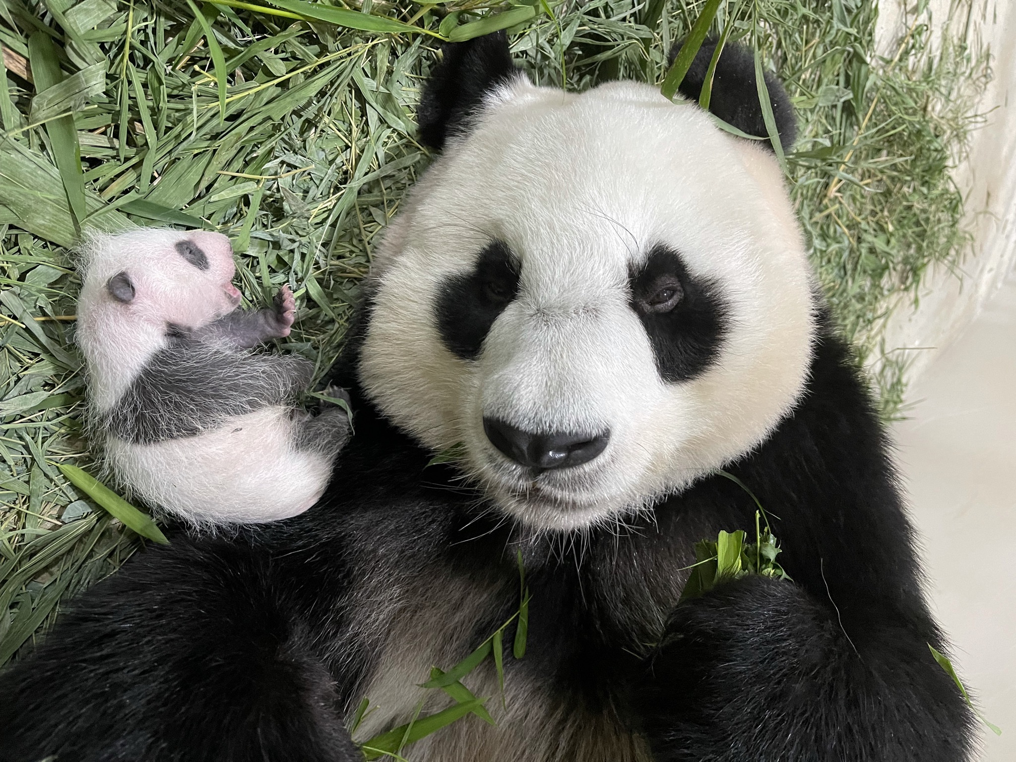 Baby-Giant-Panda-Cub-River-Safari-Singapore