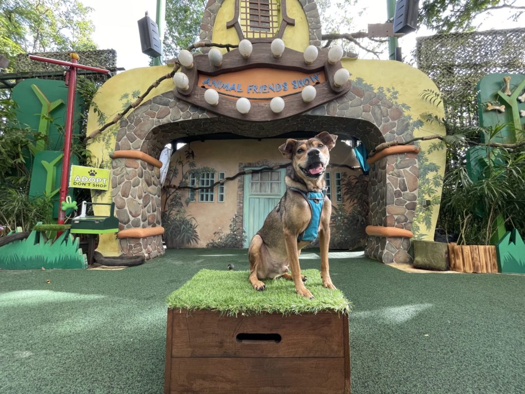 Furever Yours