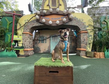 Come Meet Bruce And He Could Be Furever Yours!