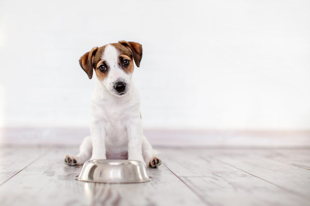 Image of pet food stores in Jakarta