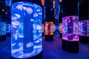 NEW! Visit A Digital Marine World At Cube O Discovery Park In Hong Kong