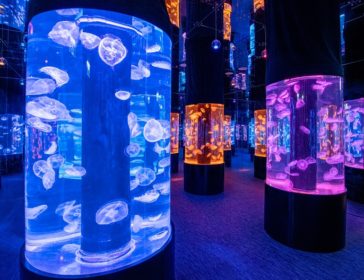 NEW! Visit A Digital Marine World At Cube O Discovery Park In Hong Kong