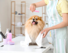 Guide To Top Pet Groomers In Hong Kong