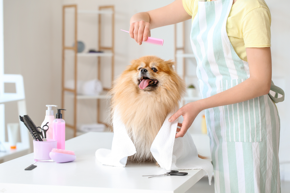 Guide To Top Pet Groomers In Hong Kong