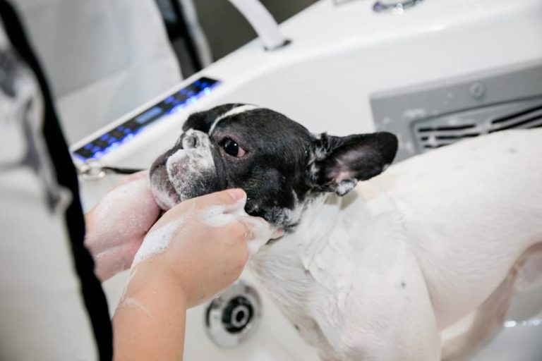 Guide To Top Pet Groomers In Hong Kong - Bob's Paradise