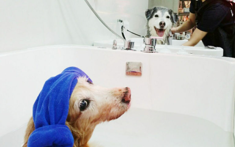 Guide To Top Pet Groomers In Hong Kong - Dogger