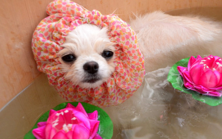 Guide To Top Pet Groomers In Hong Kong - Paw Palace