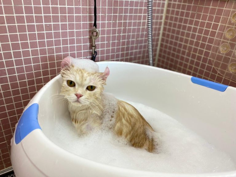 Guide To Top Pet Groomers In Hong Kong - Ruff & Fetch