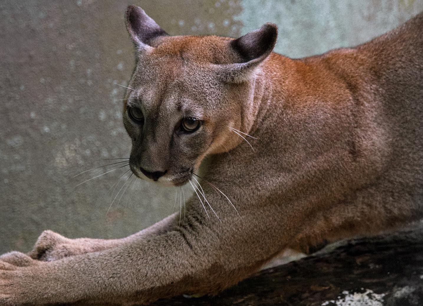 Kuala Lumpur Zoo Negara