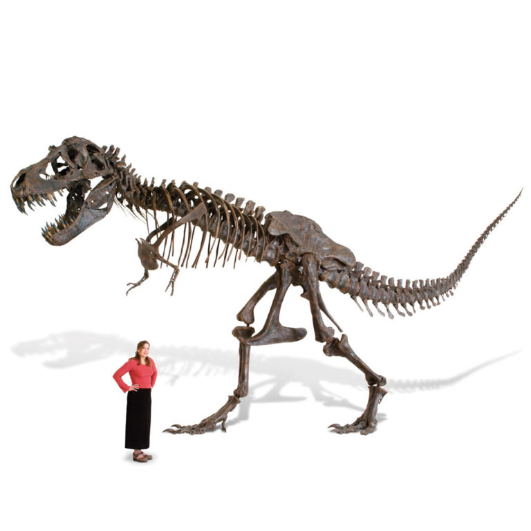 Tyrannosaurus Rex Skeleton Little Steps Asia