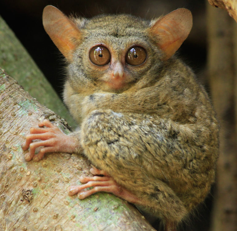 Batam Guide Indonesia Tarsius Little Steps Asia