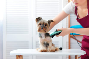 Best Pet Grooming Services In Singapore – Home Services And Pick-Up Too