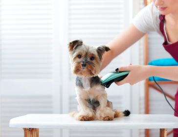 Pet Grooming Services In Singapore