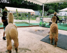 Go Green Farm Hong Kong