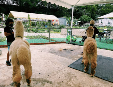 Go Green Farm Hong Kong