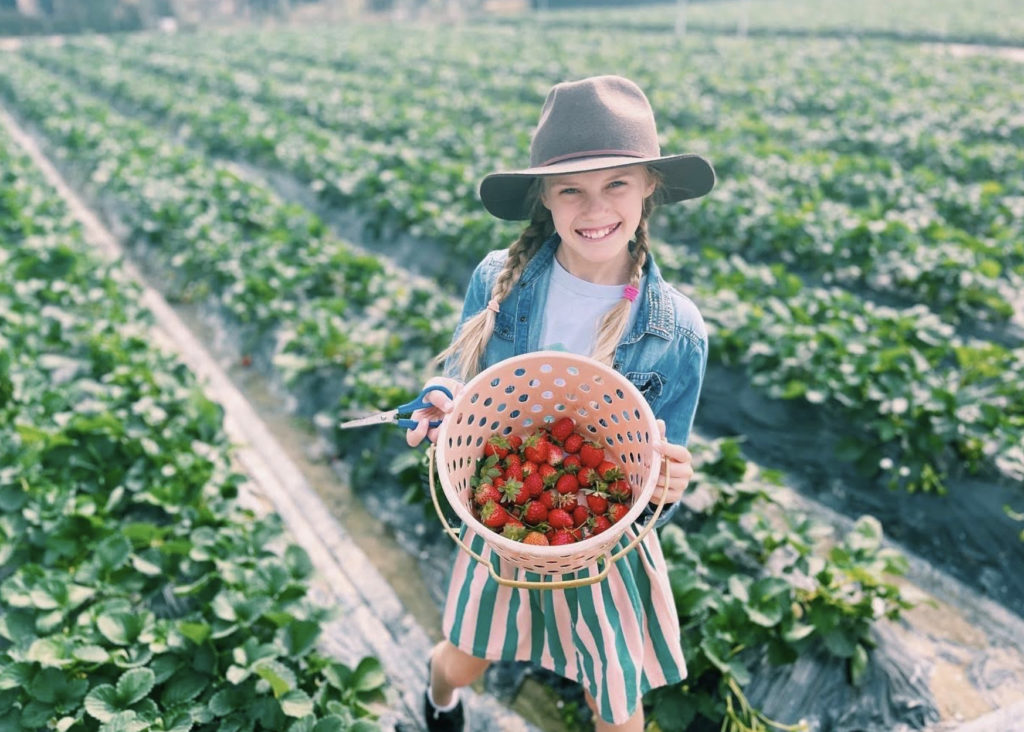 A Visit To Long Ping Strawberry Farm With Kids For A Boutique Farm Experience In Hong Kong