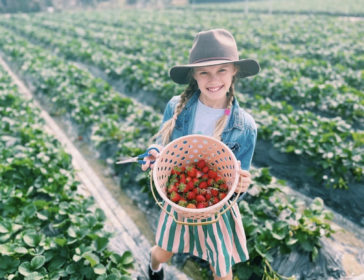 A Visit To Long Ping Strawberry Farm With Kids For A Boutique Farm Experience In Hong Kong