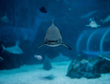 Enjoy Spring In the Sea At S.E.A Aquarium In Singapore