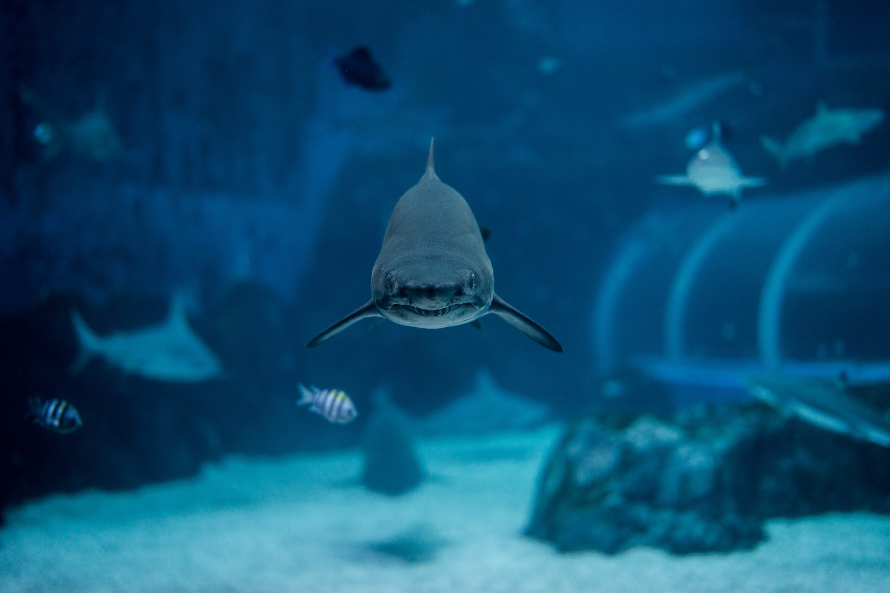 Chinese New Year At SEA Aquarium Singapore
