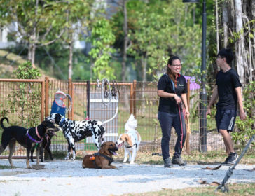Best Dog Runs And Dog Parks In Singapore