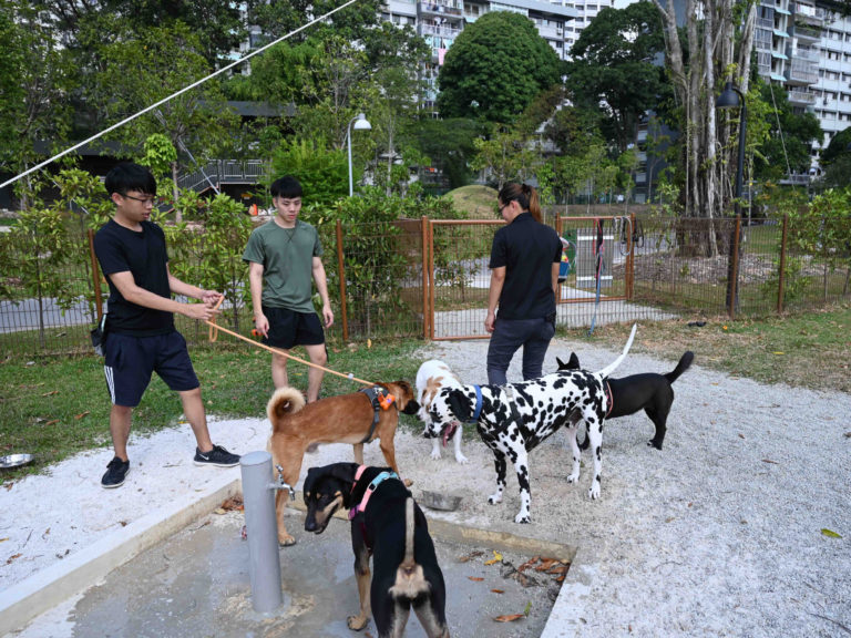Jurong Lake Gardens Dog Run