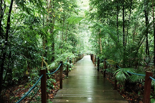 Early Morning Activities And Places For Kids In Singapore Rainforest Tour Singapore Botanic Gardens